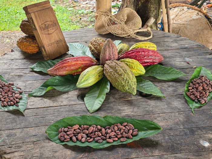 Cacao Pods Hacienda Maracay Photo Credit Margarita Ibbott