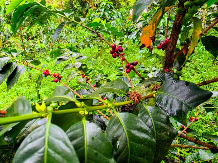 A Taste of Pereira, Colombia: Exotic Fruits, Coffee Rituals, Chocolate Discoveries and Rum Evenings 14 Coffee Plants Don Manolo Coffee Photo Credit Margarita Ibbott