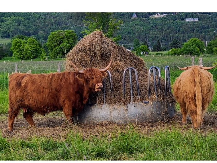 Le Germain Charlevoix: Quiet Luxury Where Highland Cows Meet Nordic Spas in Baie-Saint-Paul, Quebec 11 Highland Cattle at Le Germain Charlevoix Photo Credit Margarita Ibbott