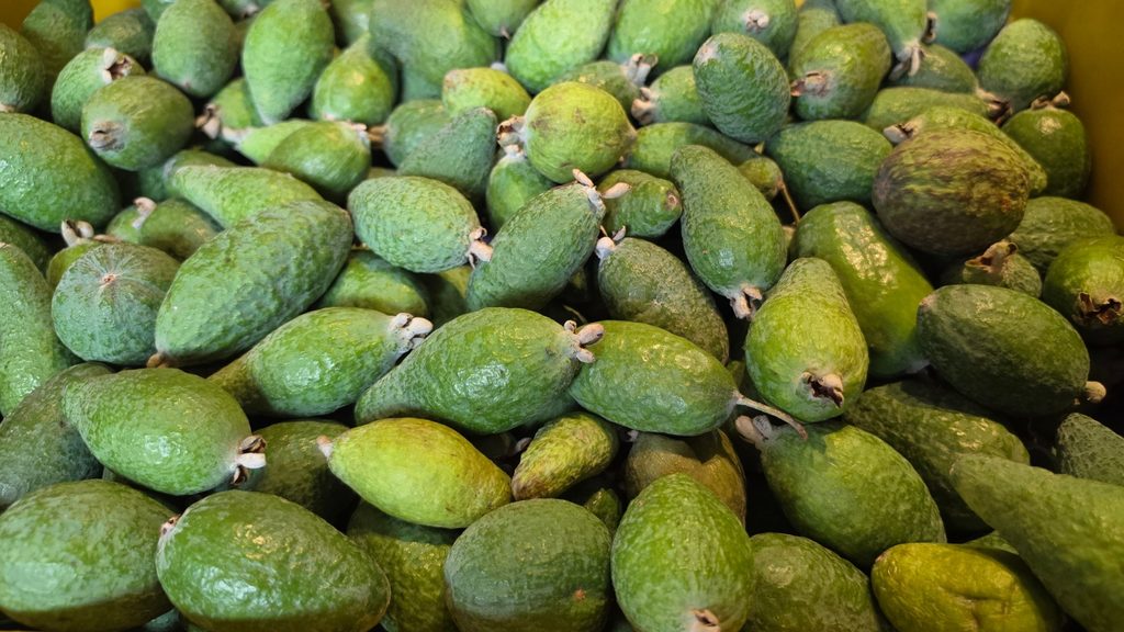 Ultimate Guide to Fruits and Juices of Colombia - with 40+ Stunning Pictures 18 Feijoa Photo Credit Margarita Ibbott 1
