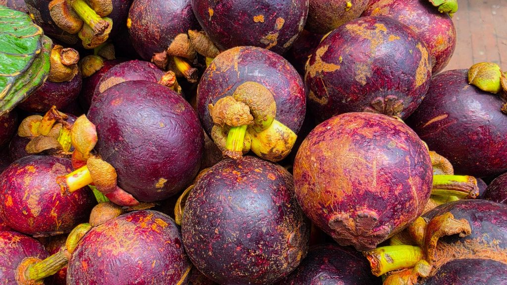 Ultimate Guide to Fruits and Juices of Colombia - with 40+ Stunning Pictures 30 Mangostino Photo Credit Margarita Ibbott 1