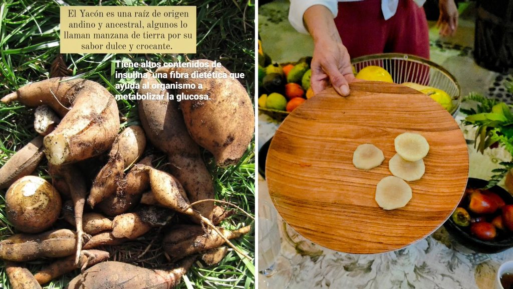 Ultimate Guide to Fruits and Juices of Colombia - with 40+ Stunning Pictures 60 Yacon Photo Credit Margarita Ibbott